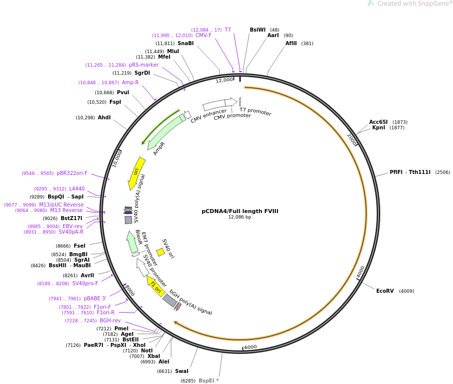 pCDNA4-Full length FVIII质粒图谱